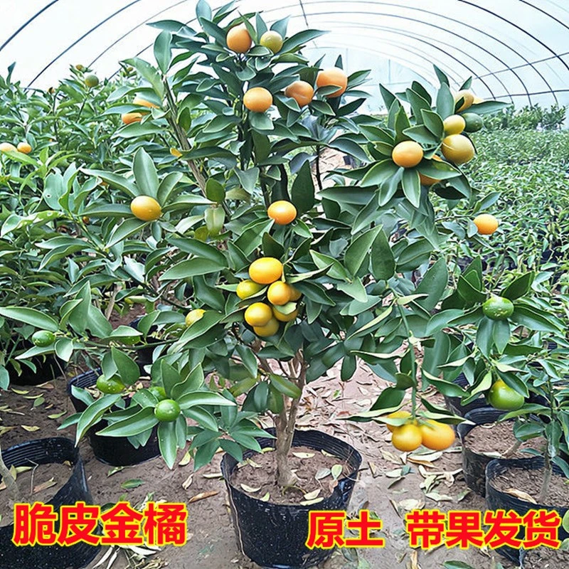 脆蜜金桔苗融安滑皮脆皮果树苗四季可种南北方盆栽地栽庭院种植