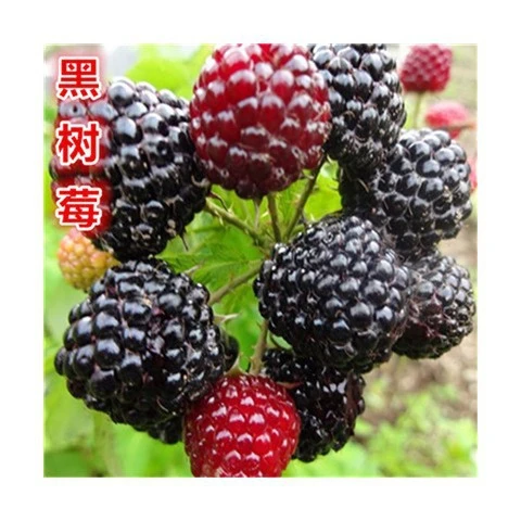 基地树莓苗红黑树莓苗当年结果盆栽地栽果树苗南方北方种植