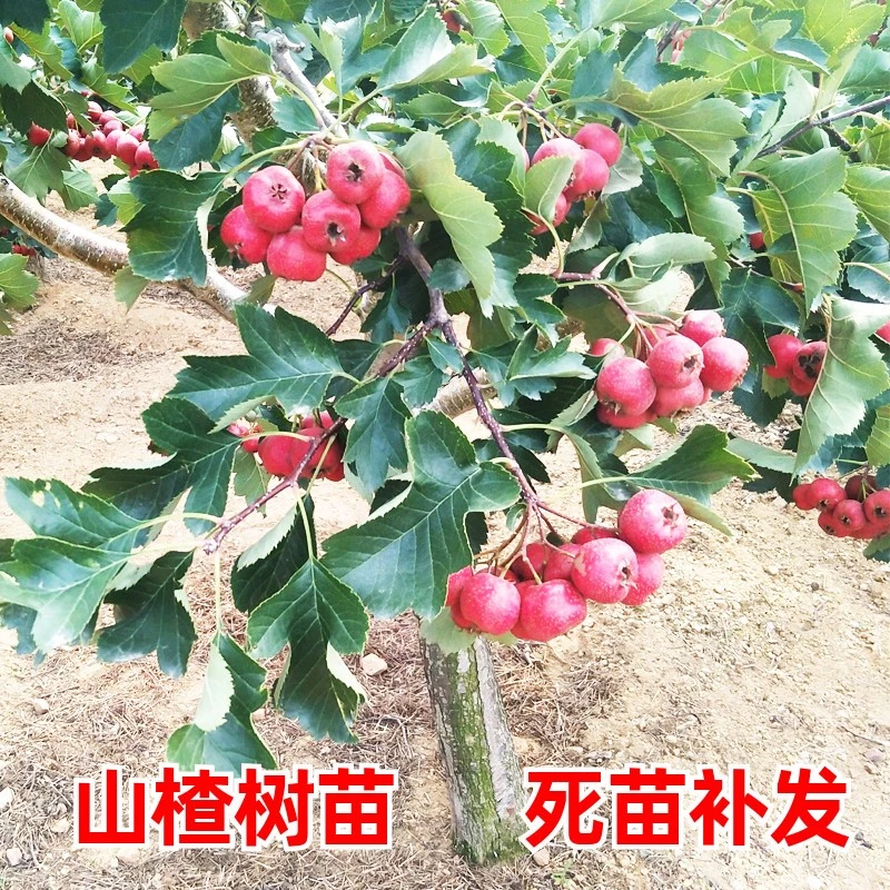 山楂树苗特大嫁接果树苗盆栽地栽南方北方种植甜山楂当年结果树苗