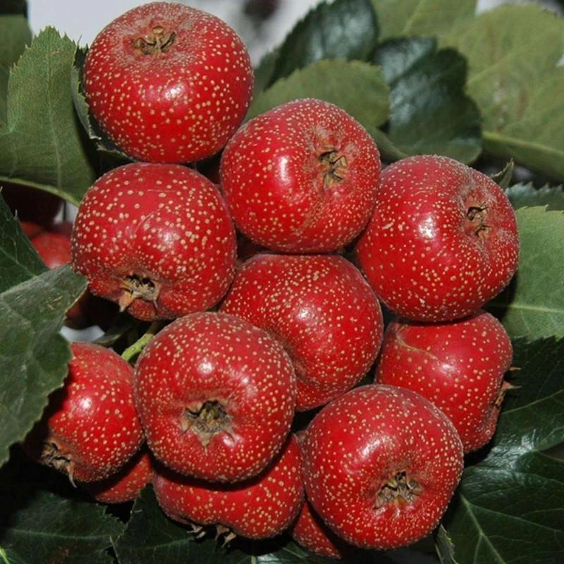 山楂树活苗盆栽特大嫁接南北方种庭院地栽矮化山楂树果苗当年结果