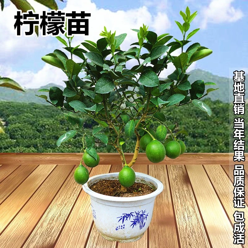柠檬树苗带果柠檬苗绿植盆栽室内阳台庭院植物四季结果香水柠檬树