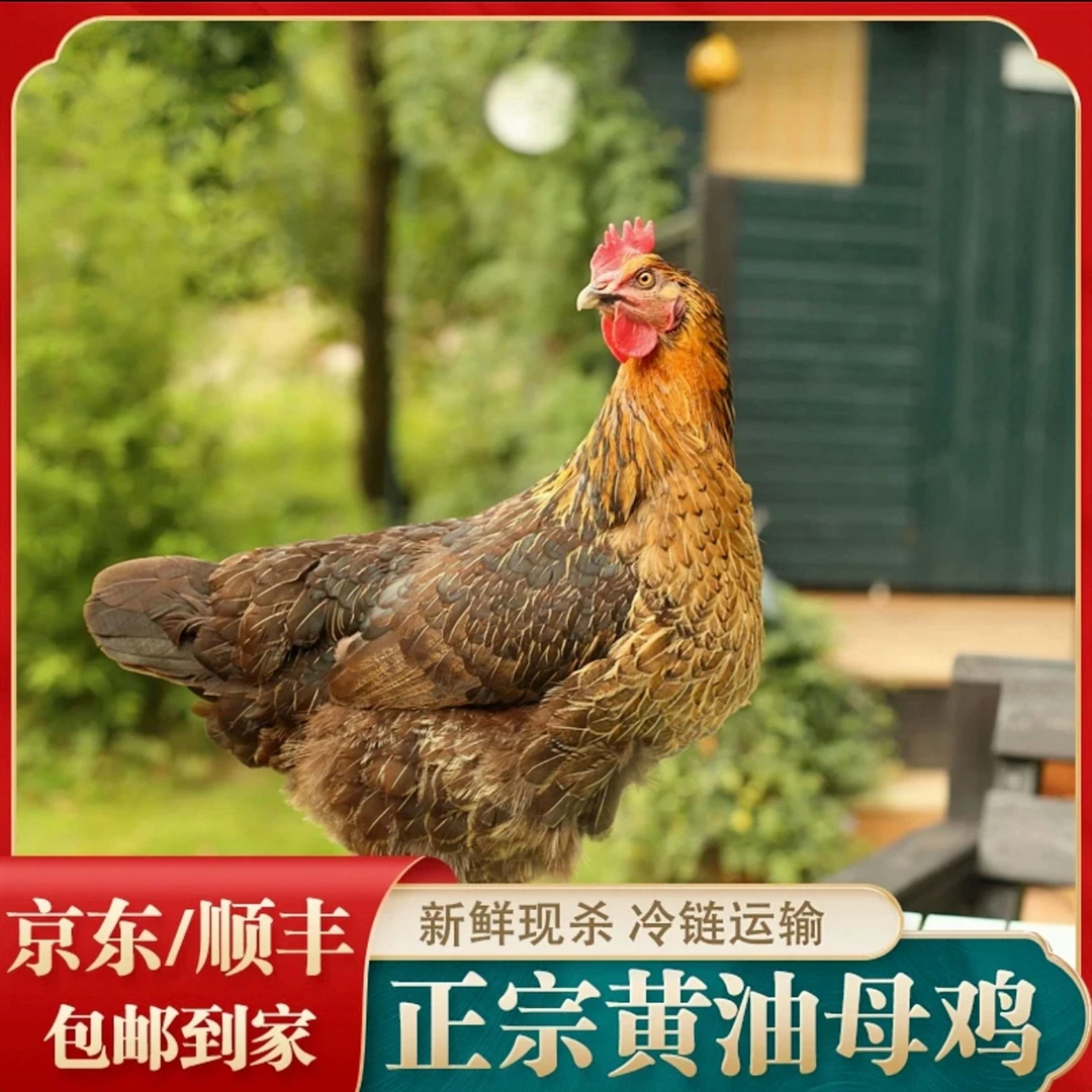 【2年黄油老母鸡】发2只 净重5斤左右 适合煲汤 满屋飘香