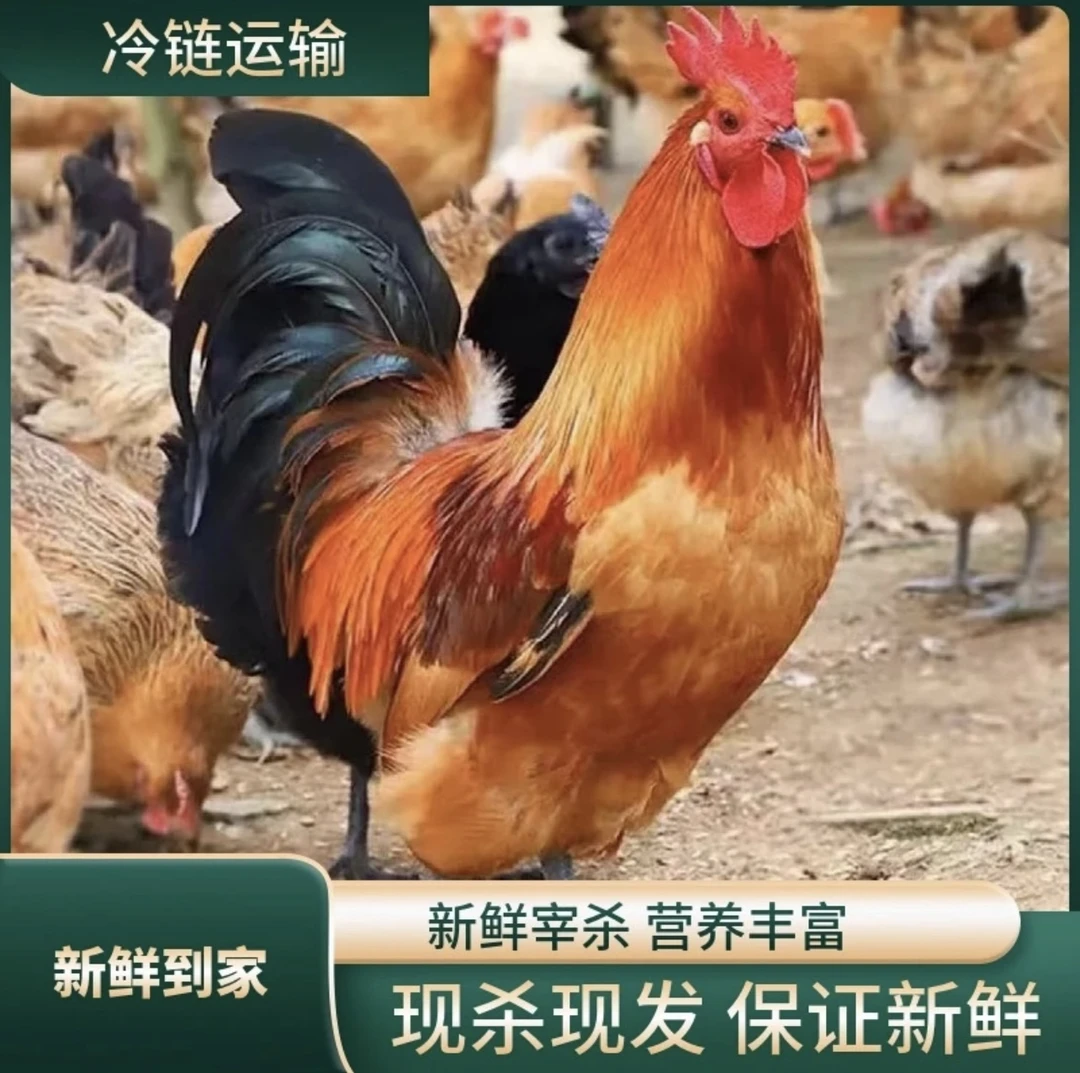 【甄选】3只黄脚大公鸡 净膛 3只净重8斤左右 养殖7-10月