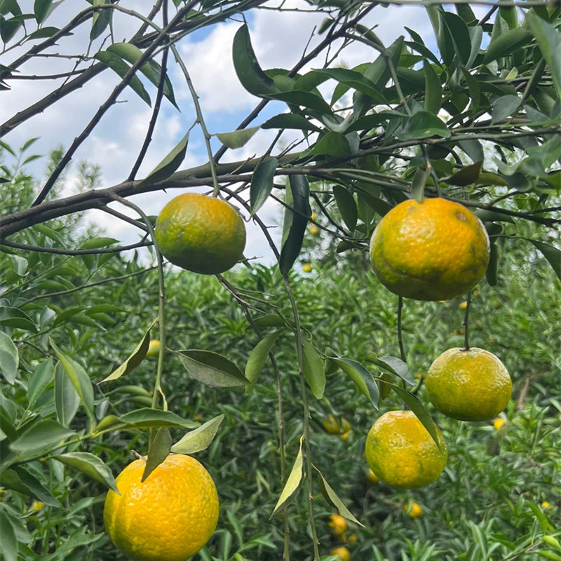 2024东甲10年老树原枝（本地小叶油柑）二红陈皮50克250克500克