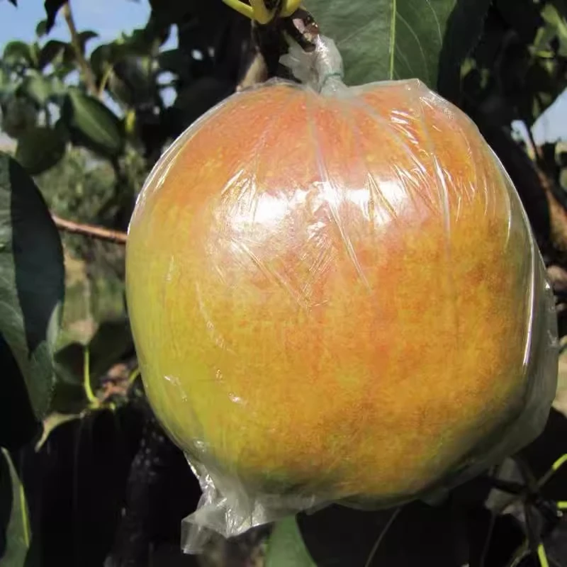 山西隰县正宗玉露香梨新鲜梨子7斤孕妇水果脆甜皮薄小西天礼盒装