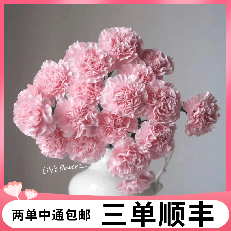 【精灵公主丨康乃馨】康乃馨水养鲜花| 两单包邮 | 三单升级顺丰