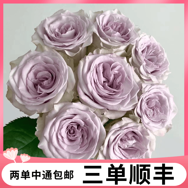【清冷灰紫丨海洋之心】单头玫瑰水养花| 两单包邮 | 三单升级顺丰