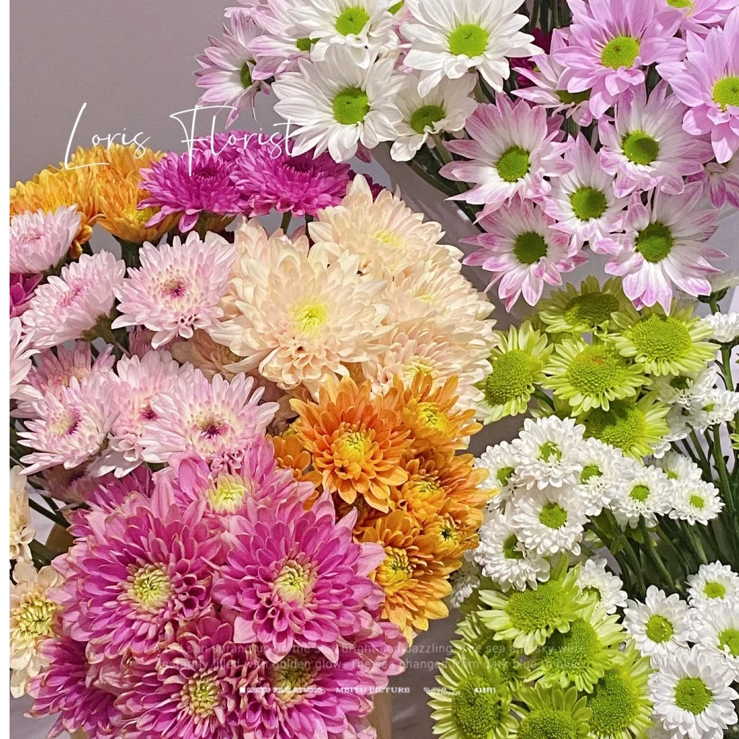 【恋人未满丨小雏菊】草花水养花产地发货基地配送直供