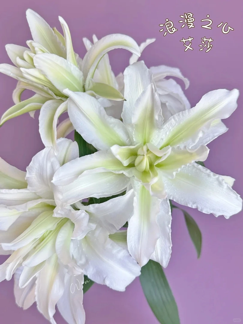 多头重瓣艾莎新鲜百合花高级稀缺小众鲜花日常家用插花室内花材