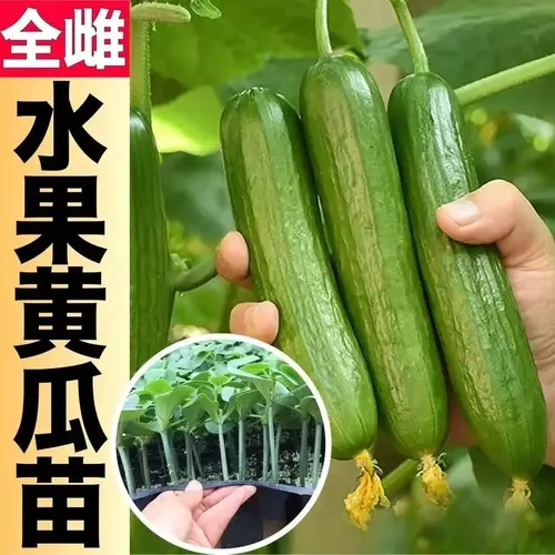 黄瓜苗水果黄瓜苗阳台盆栽黄瓜秧苗四季早熟嫁接大小地爬盆栽秧苗
