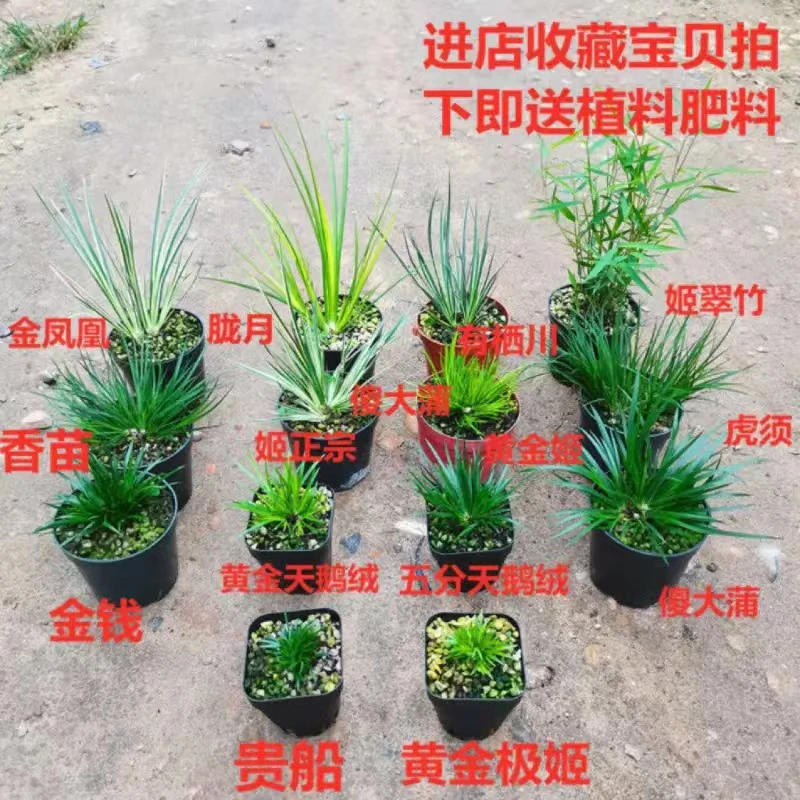 菖蒲盆景金钱,黄金姬鱼缸过滤附石水培室内精品盆栽好养易活绿植