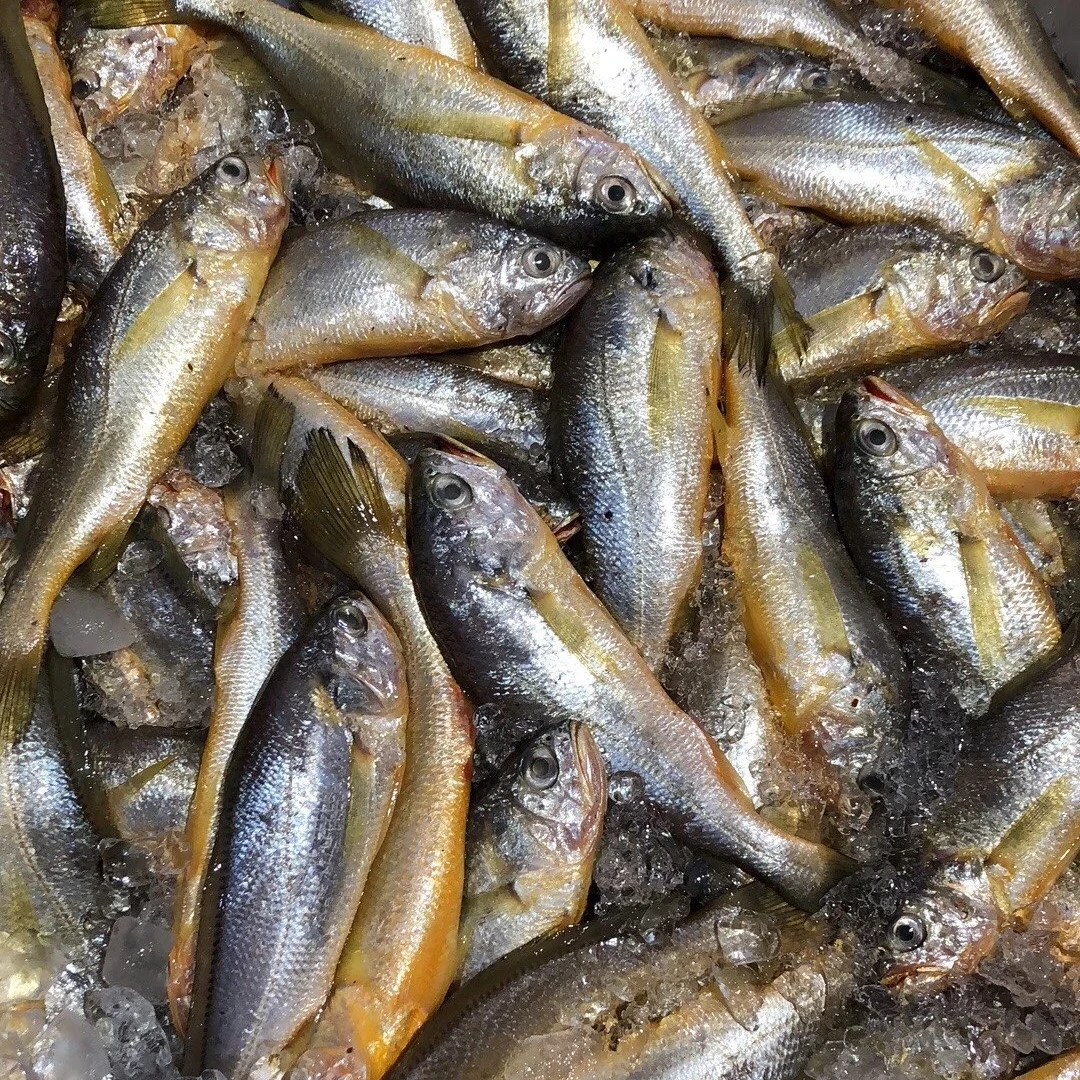 [冰鲜]宁波石浦 东海野生海捕小黄鱼 蒜瓣肉 1500g