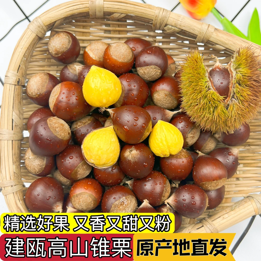 福建建瓯高山锥栗特产锥栗油栗子3斤5斤