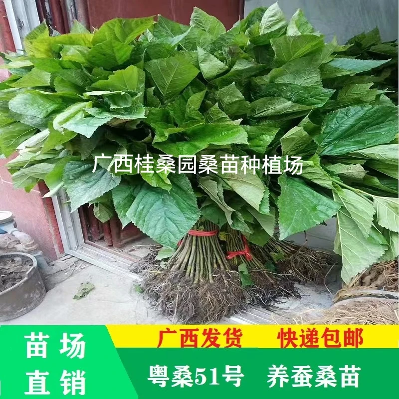 桑苗 广东桑品种 粤桑51号桑树苗  大叶桑 条桑养蚕实生苗