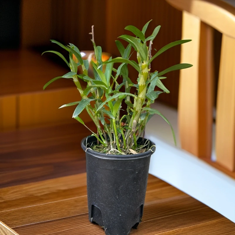 天等金钗石斛 懒人绿植 好养易活