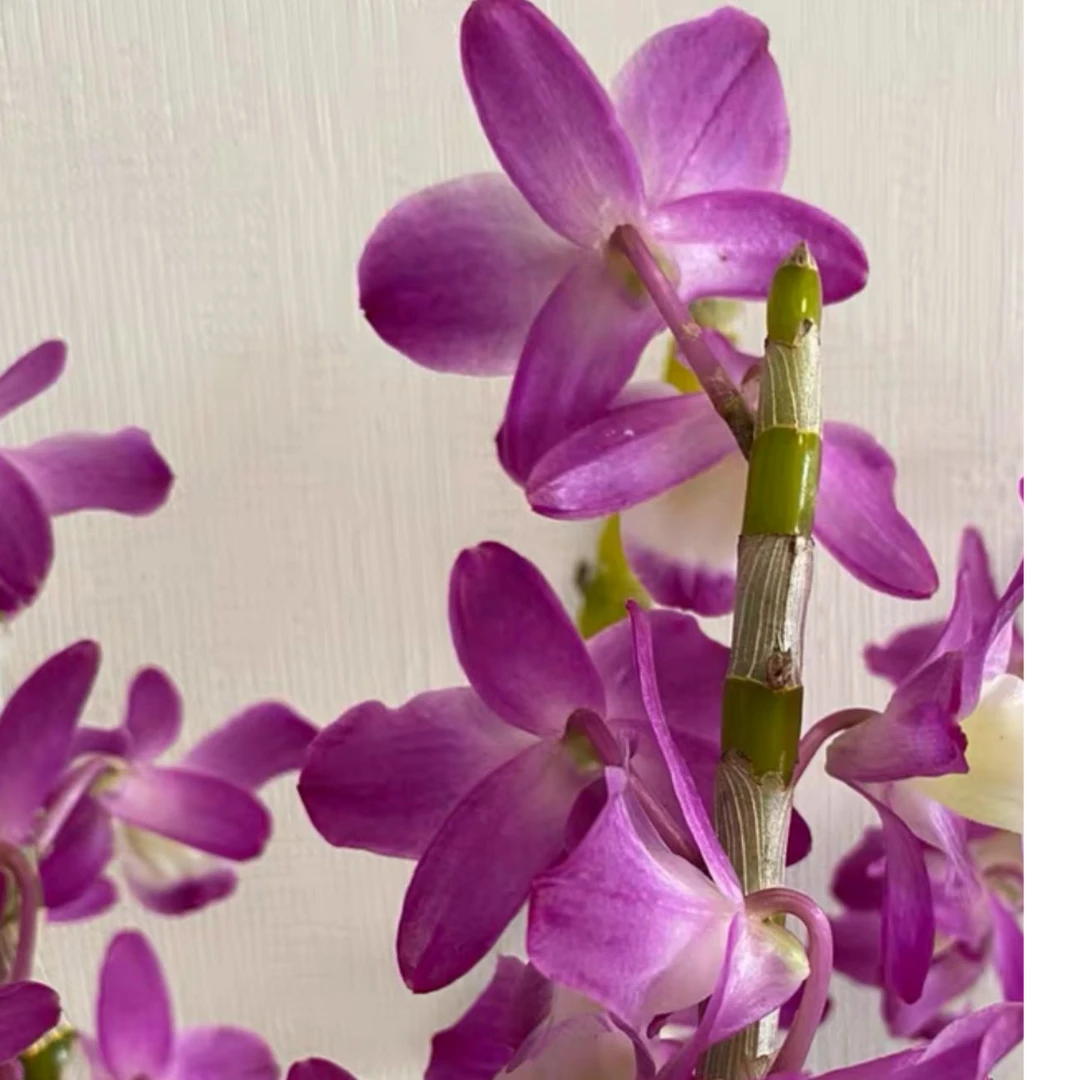 春石斛紫晶白  石斛绿植带盆  好养 开花香