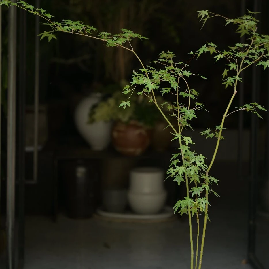 红枫苔玉球多年生花卉盆景绿植室内盆栽水杨梅南天竹内门竹