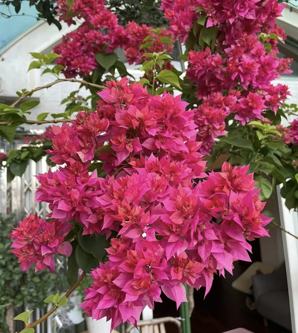 {重瓣红1苗}  三角梅四季勤花庭院阳台爬藤种植移栽好养护耐寒