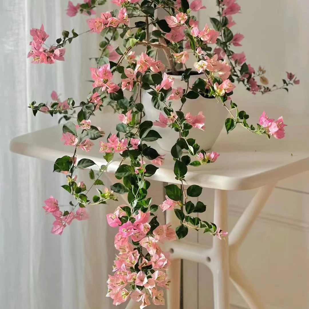 {卡亚塔1苗九.九}实物三角梅四季勤花庭院阳台爬藤种植移栽好养护