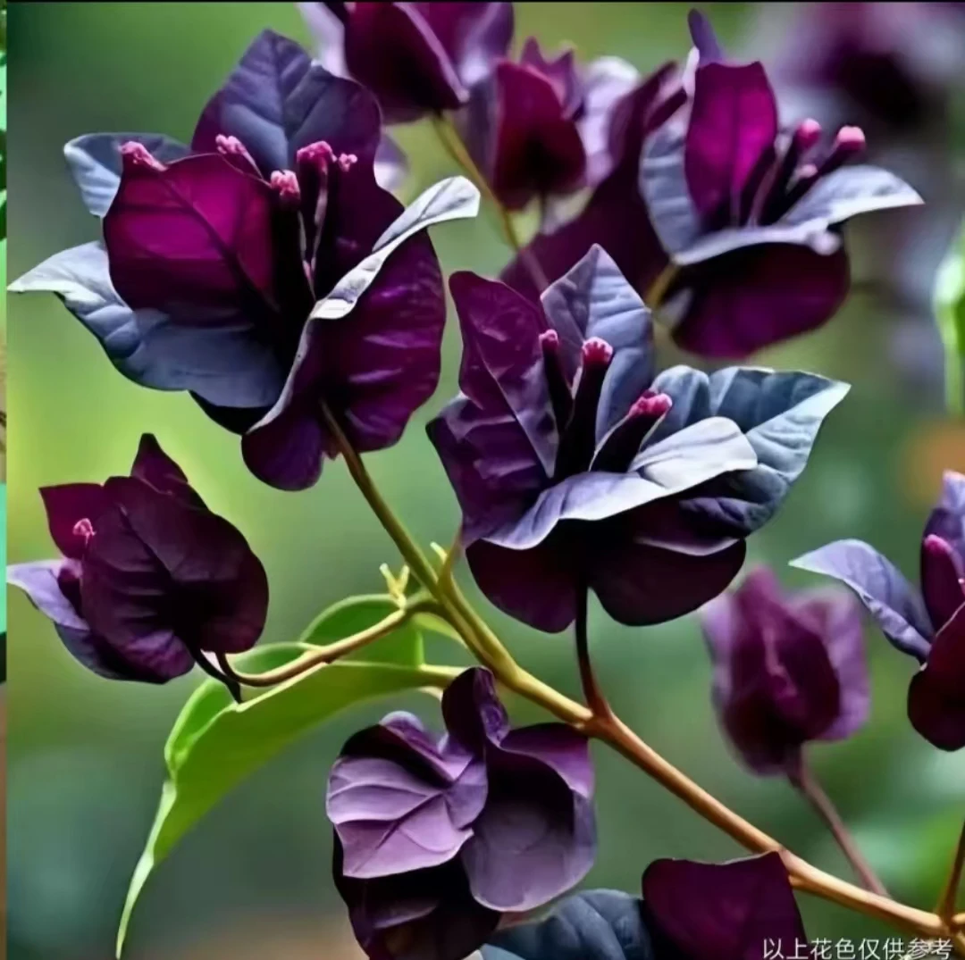 {紫琉璃新品}实物三角梅四季勤花庭院阳台爬藤种植移栽好养护