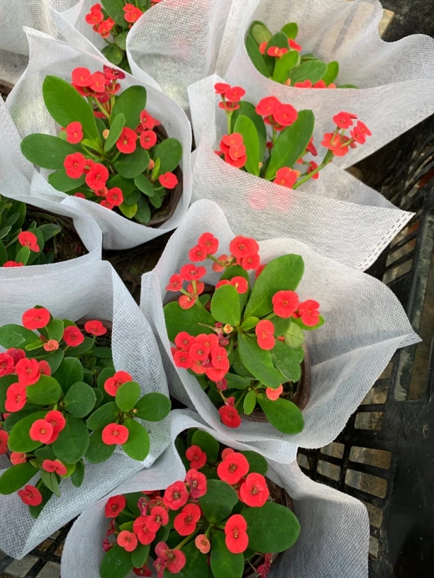 小花虎刺梅 花期久，花苞多，易养活