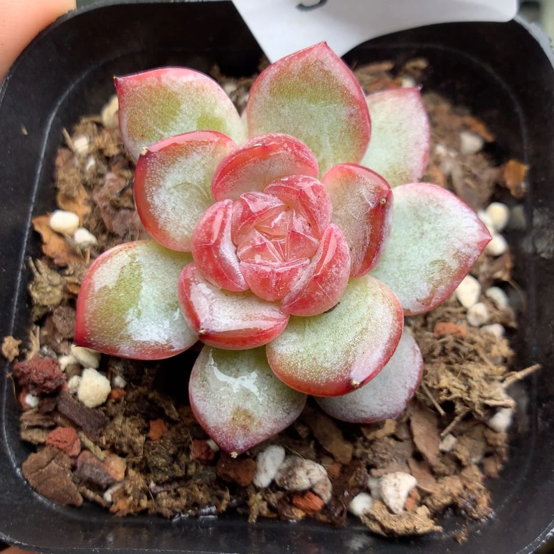 S46y y y y y y y y