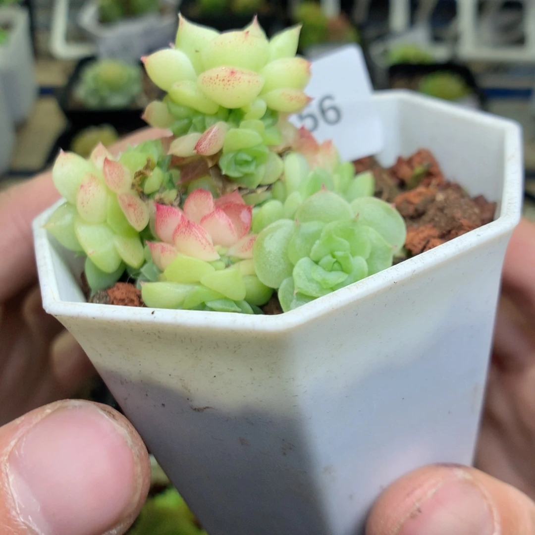 s 56y y y y y y y y y y