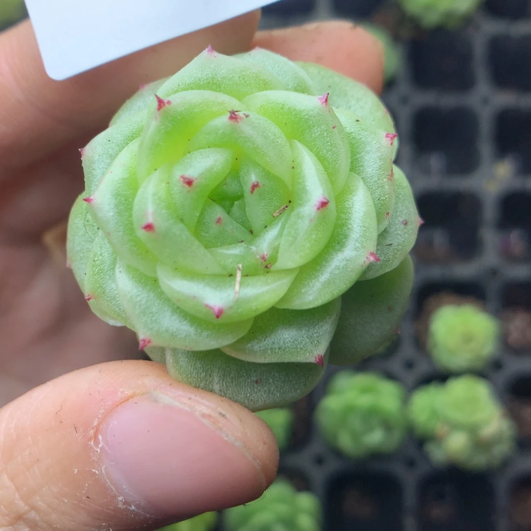 C42y y y yy y y y y