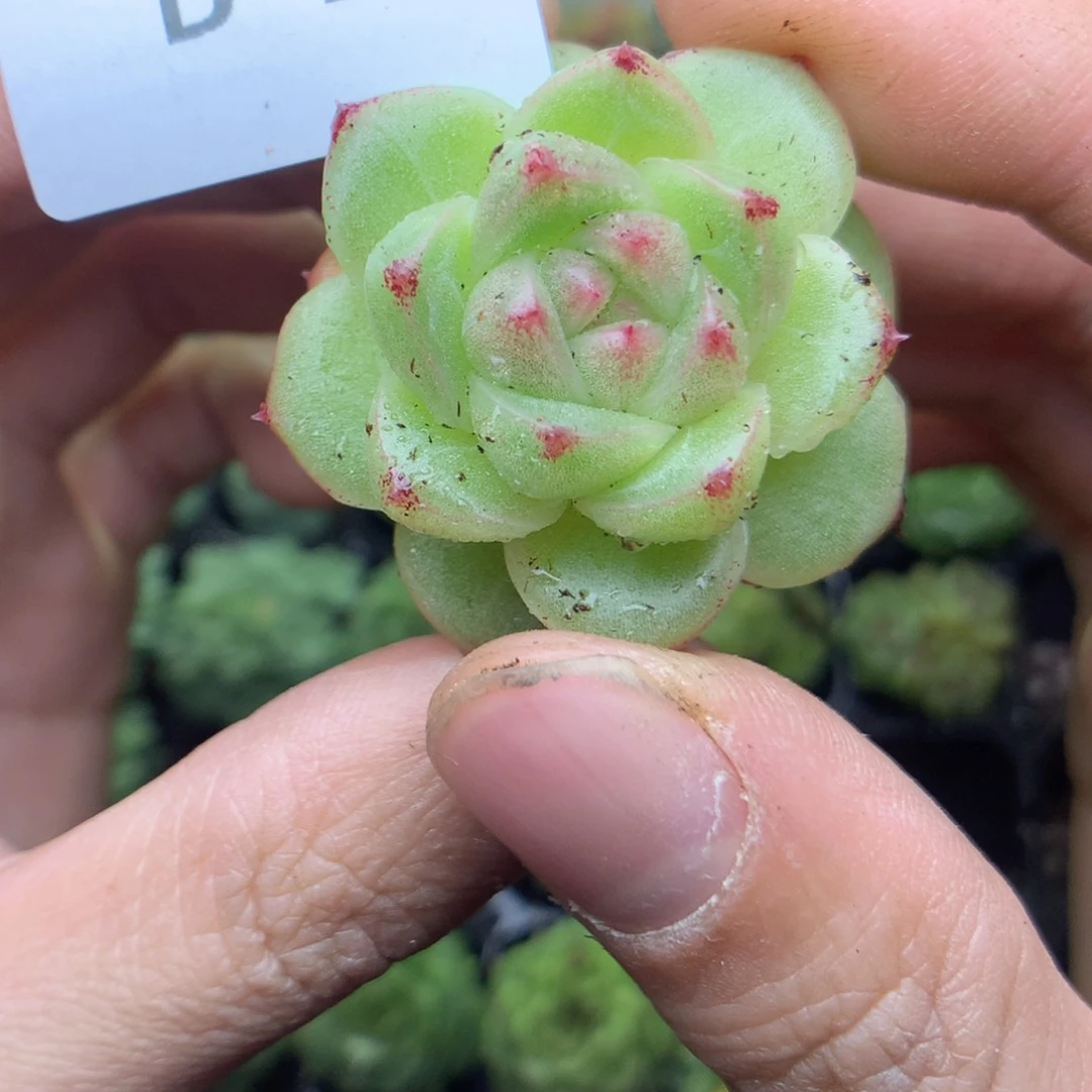 B26y y y y y y y y