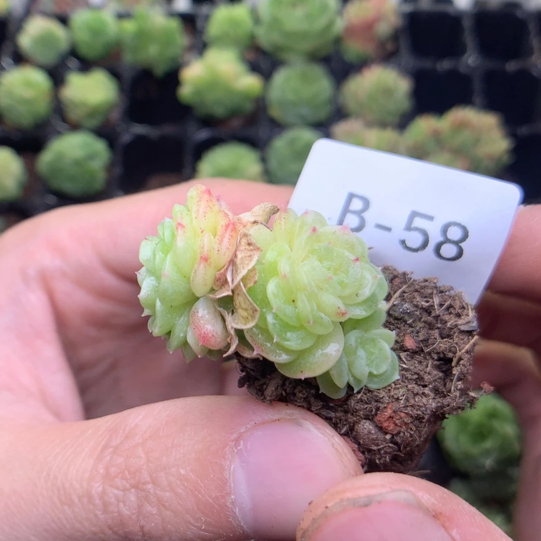 B58y y y y y y y y y y t