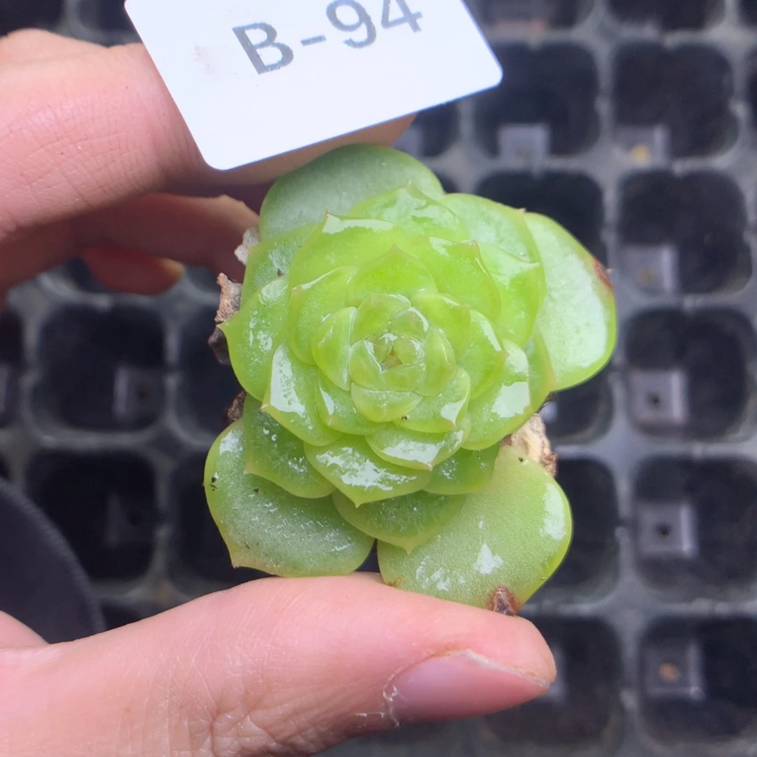 B94y y y y y y y