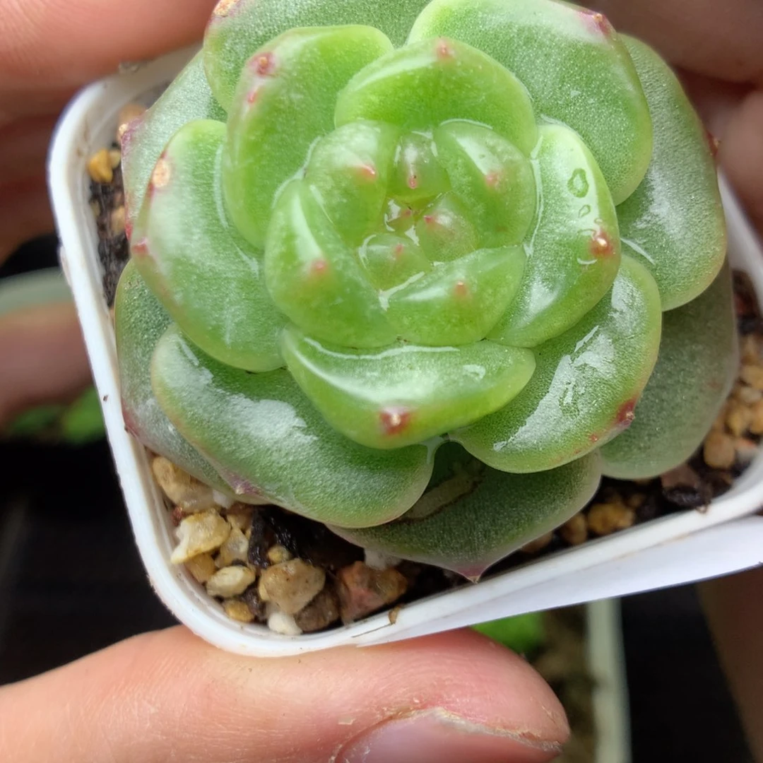 F21y y y y y y y y y y