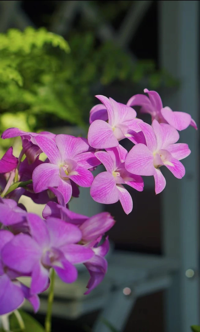 水晶【秋石斛】粉色爆花好养花期长 云南鲜花绿植