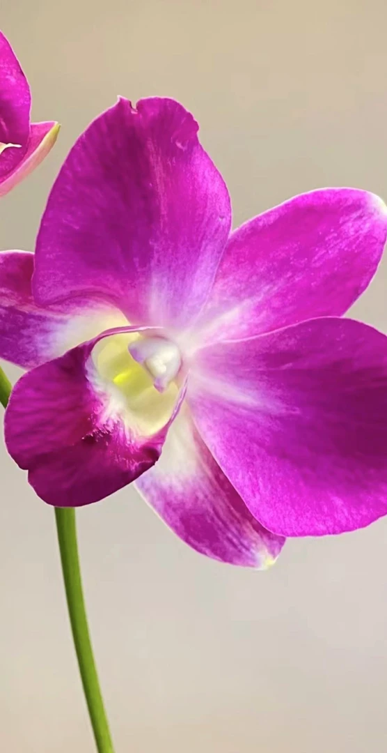 红牛（1棵）秋石斛粉紫爆花好养花期长云南鲜花绿植