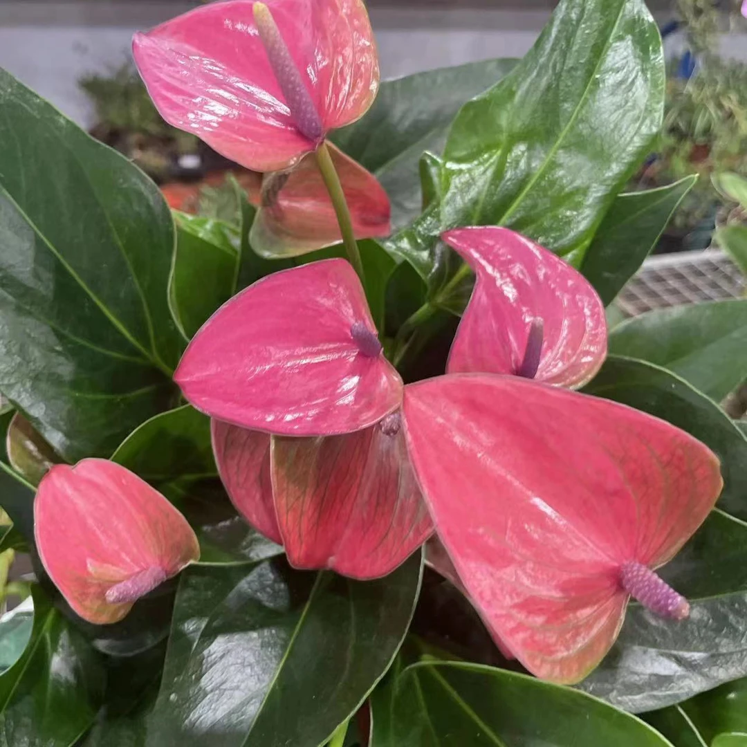 希拉娜 (陶色盆)精致粉白室内客厅阳台清新植物 云南鲜花绿植