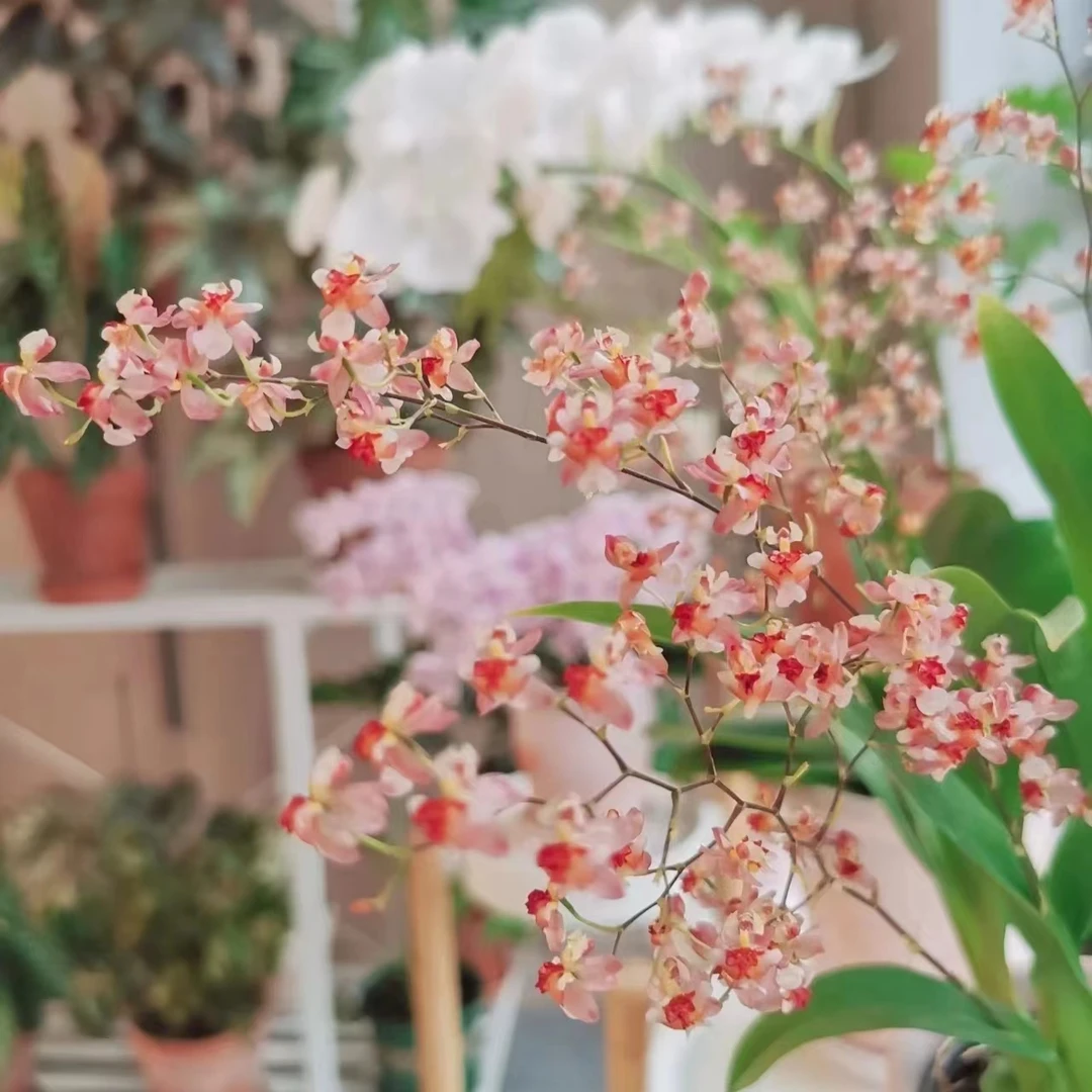 香槟粉梦香兰  爆花带香味耐寒好养兰花盆栽植物云南鲜花绿植