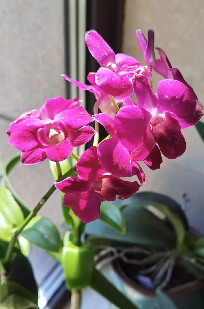 水晶晶 【 秋石斛】爆花好养花期长云南鲜花绿植