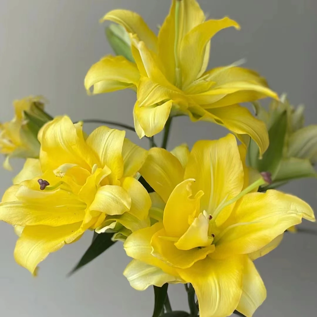 异国阳光 (16/18)1颗黄色大花浓香百合种球阳台庭院 云南鲜花绿植