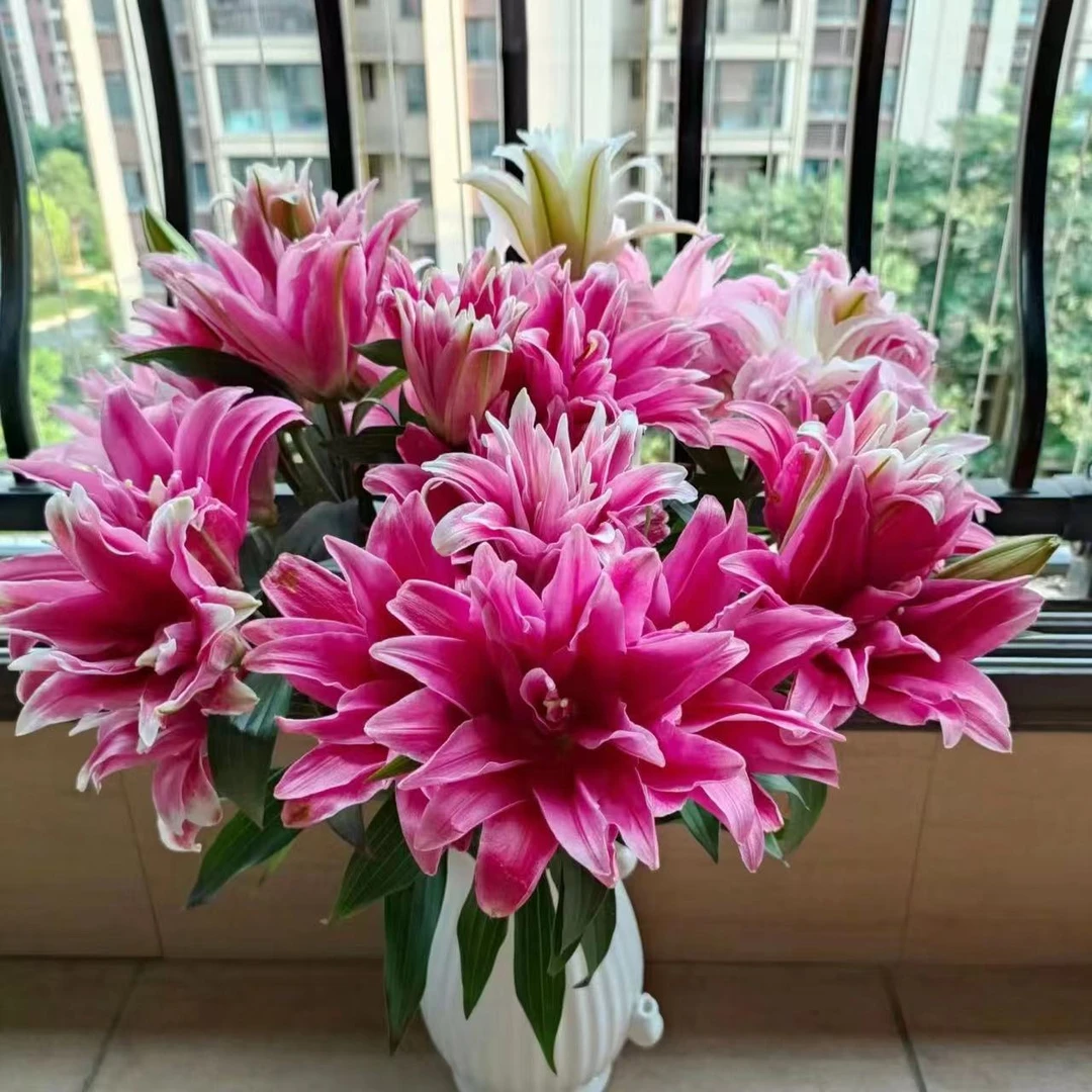 艾琳娜 (12/14)1颗重瓣香水百合种球粉色大花浓香 云南鲜花绿植