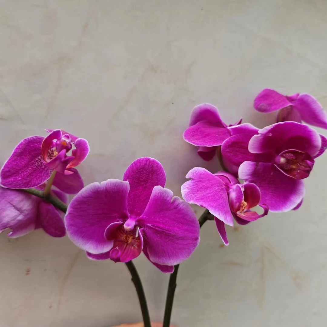 精品蝴蝶兰 （2棵花后苗）盆栽室内客厅花卉绿植观花 云南鲜花绿植