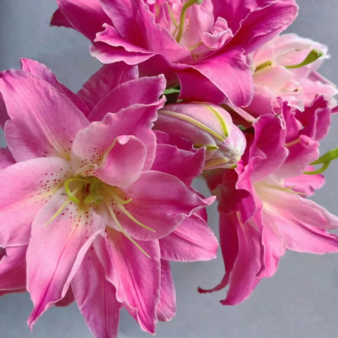 莲花之梦 (18/20)1颗粉色重瓣香水百合种球浓香大花 云南鲜花绿植