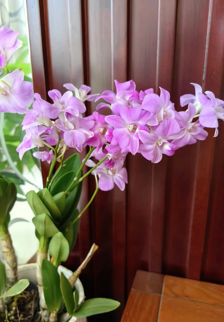 水晶石斛兰（2棵）秋石斛粉紫爆花好养花期长 云南鲜花绿植