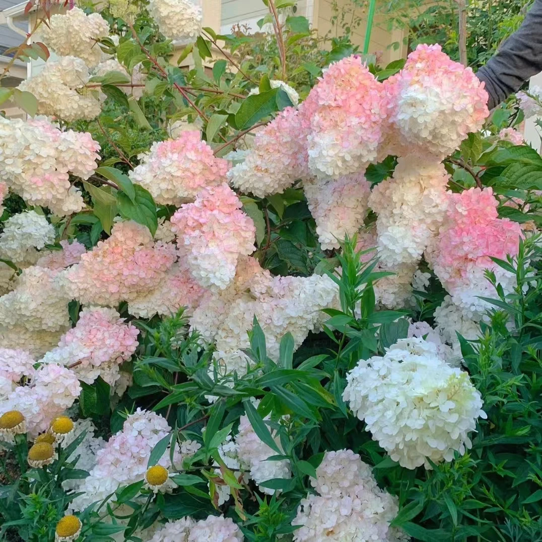 香草草莓(3个头) 粉白色绣球盆栽爆花好养阳台庭院 云南鲜花绿植