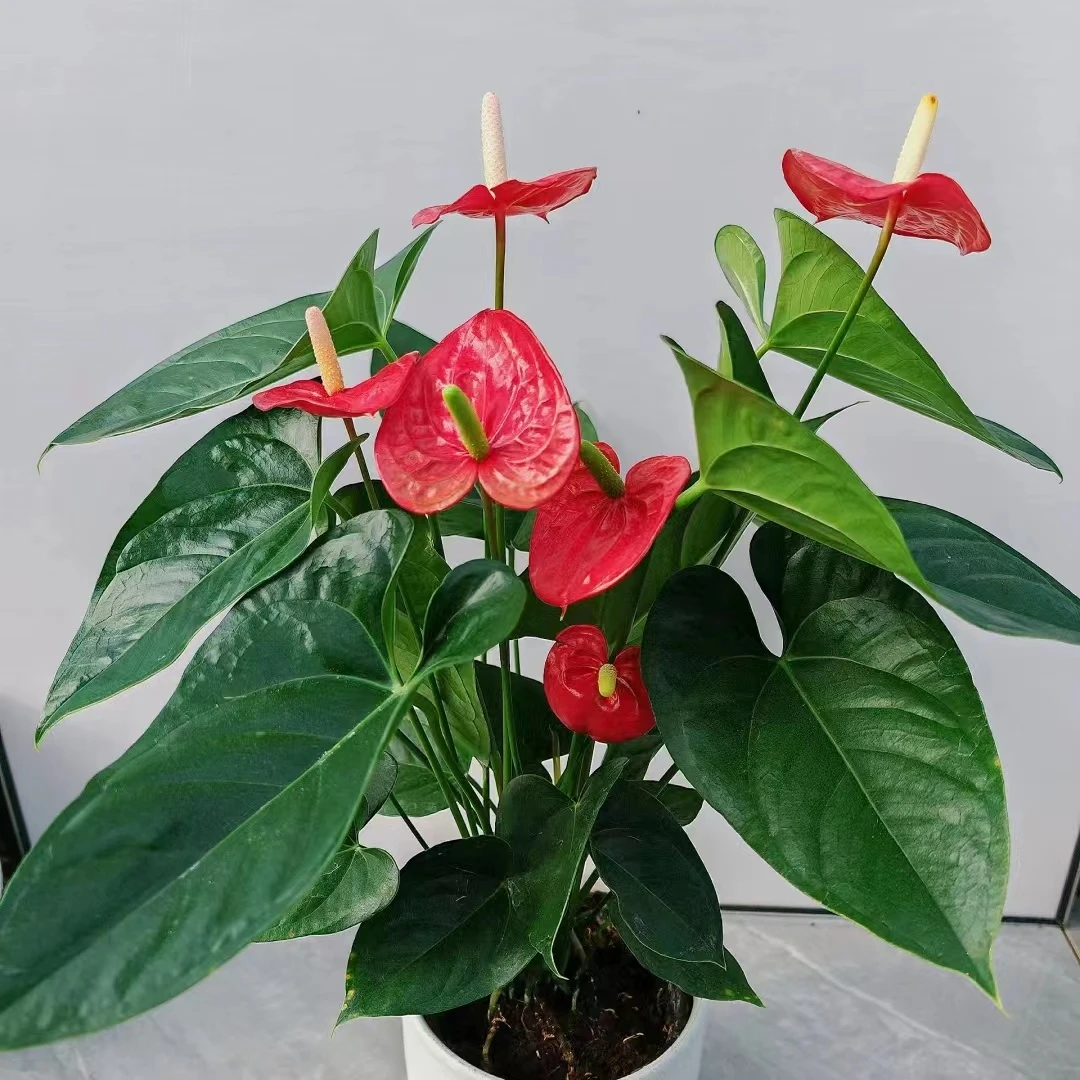 桌面彩掌 盆栽精致室内客厅阳台清新植物 云南鲜花绿植