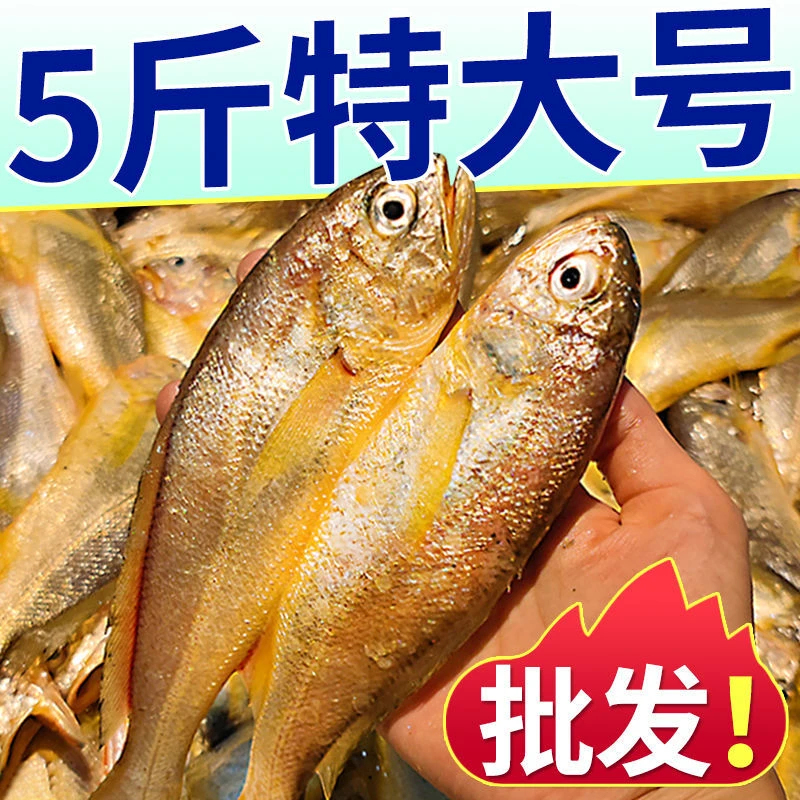 连云港 小黄花鱼直播链接 5斤海鲜水产