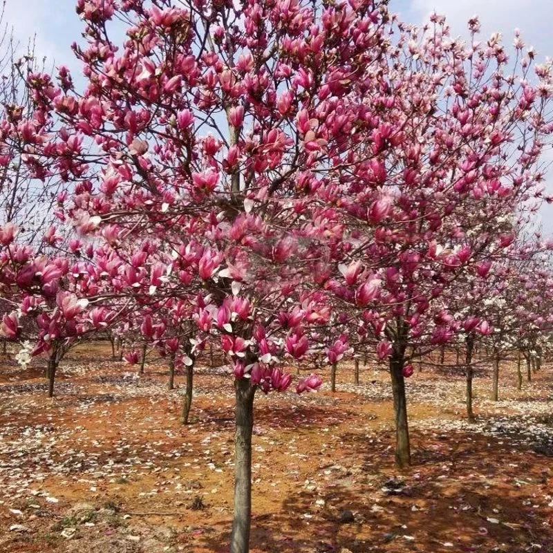 娇红玉兰带花苞紫玉兰花苗黄玉兰白玉兰树苗黄鸟玉兰工程绿化苗木