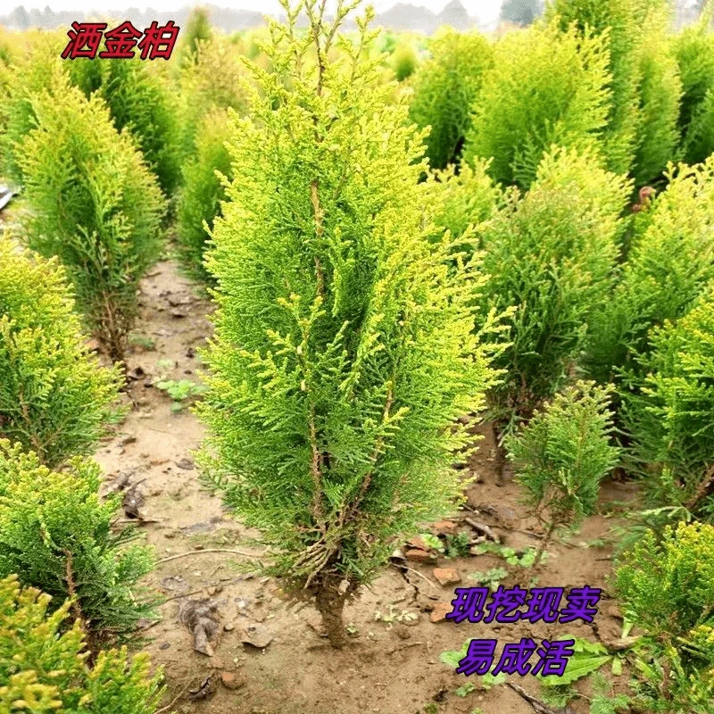 洒金柏塔柏塔松侧柏苗四季常青苗木庭院别墅绿篱色带苗盆栽盆景