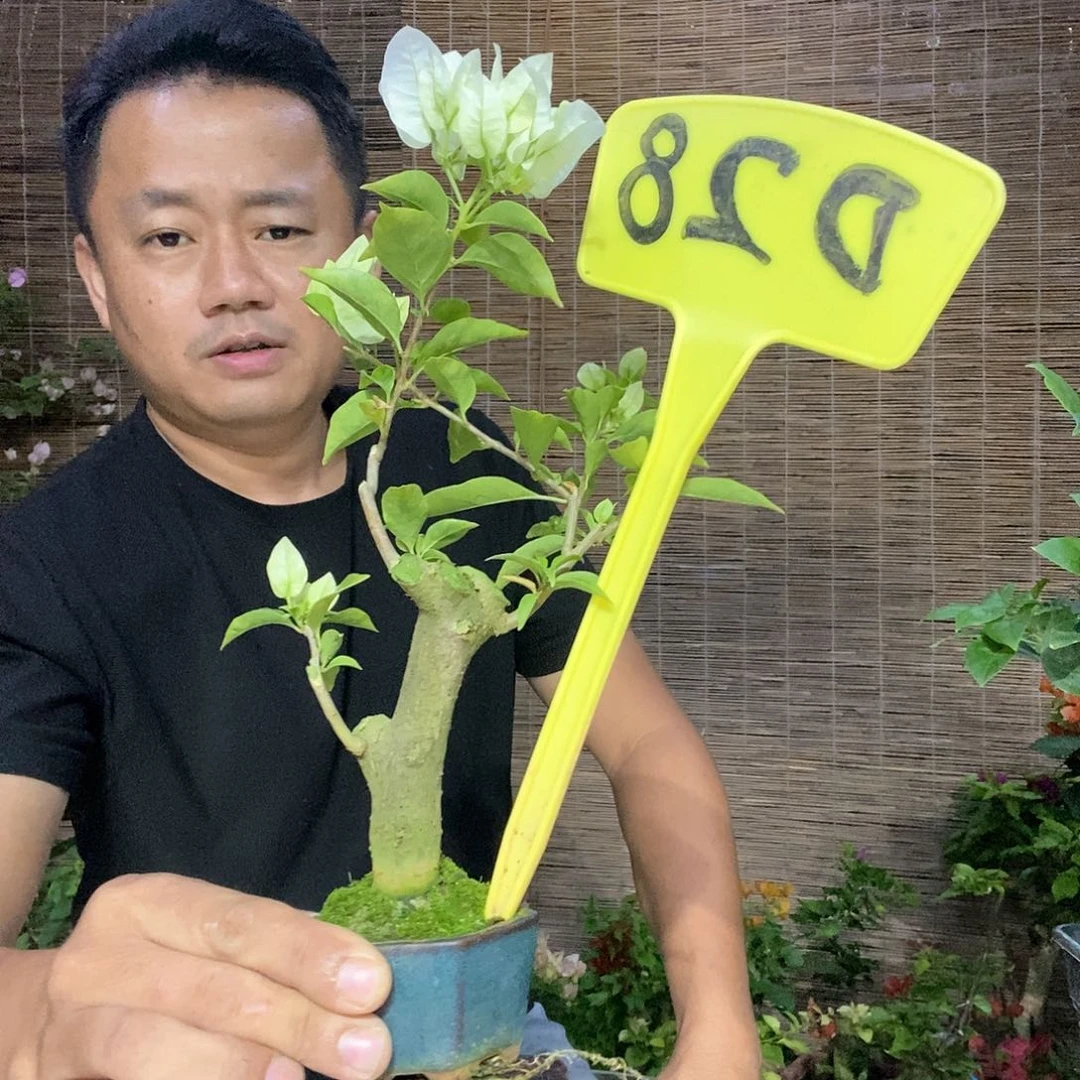 流**猫三角梅白雪D28