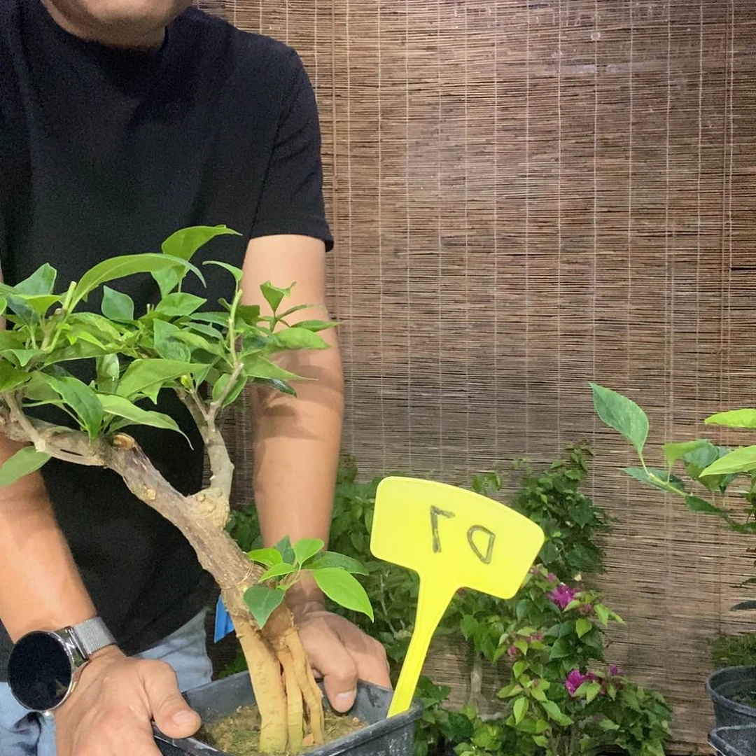 颖*寶三角梅红樱D7