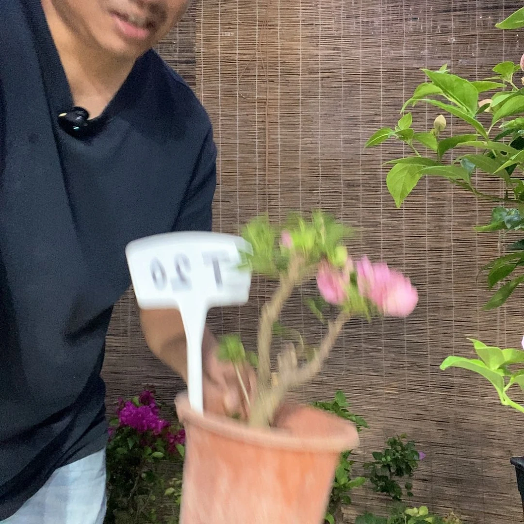 黄*紫三角梅暗班重庆丽人